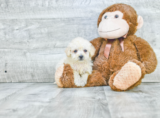 Adorable Havanese Purebred Puppy