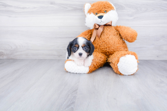 Cavalier King Charles Spaniel Puppy for Adoption