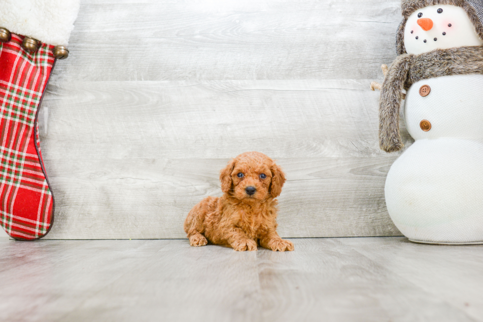 Poodle Puppy for Adoption