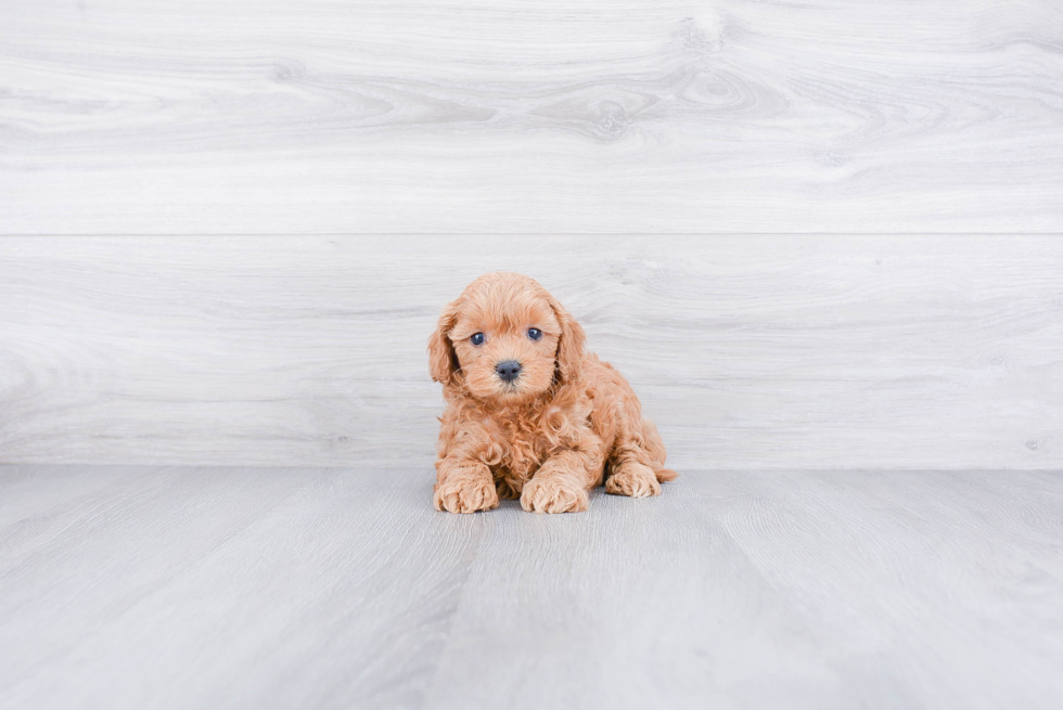 Best Mini Goldendoodle Baby