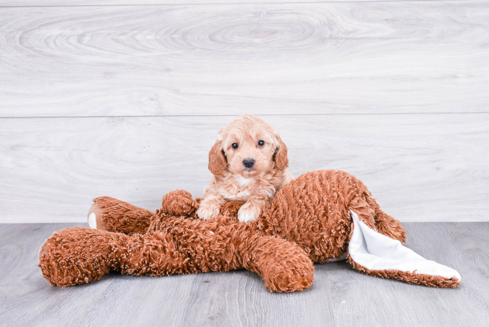 Adorable Golden Retriever Poodle Mix Puppy