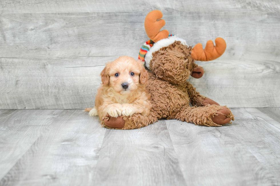 Cavapoo Puppy for Adoption