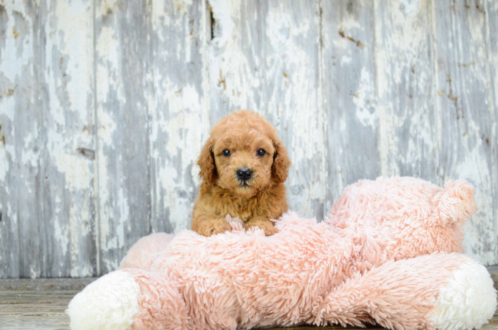 Happy Mini Goldendoodle Baby