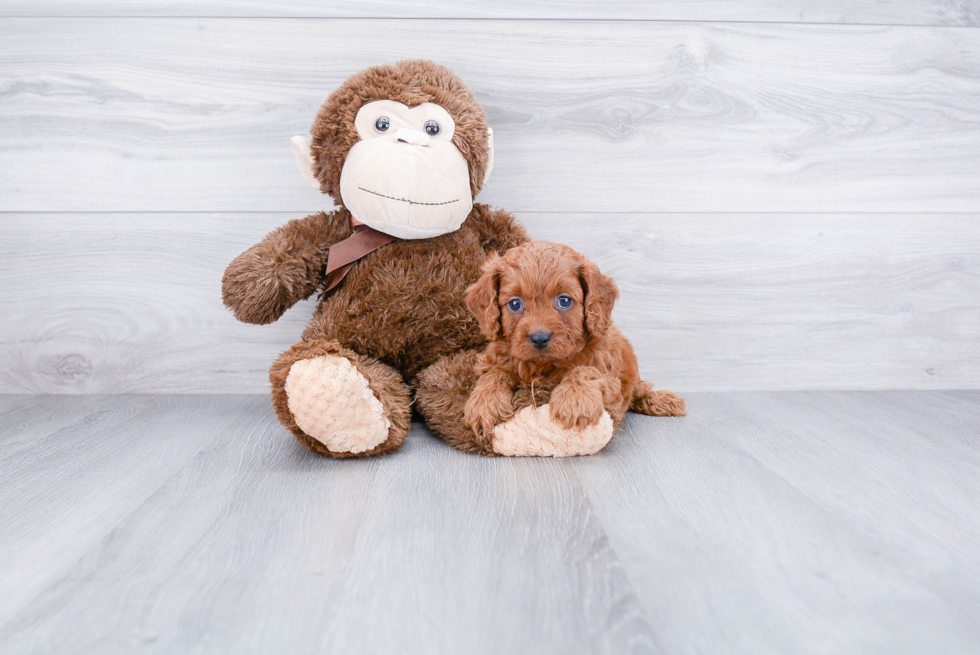 Fluffy Cavapoo Poodle Mix Pup