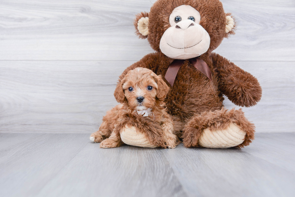 Cavapoo Puppy for Adoption