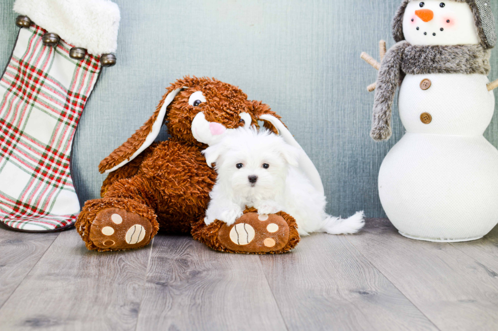 Hypoallergenic Maltese Baby