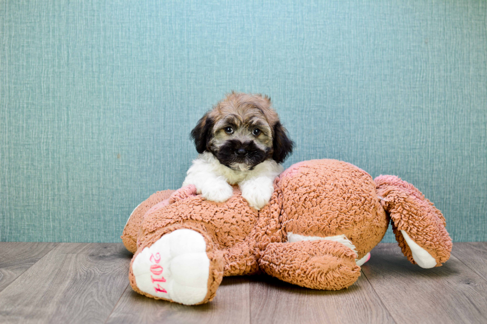 Best Havanese Baby