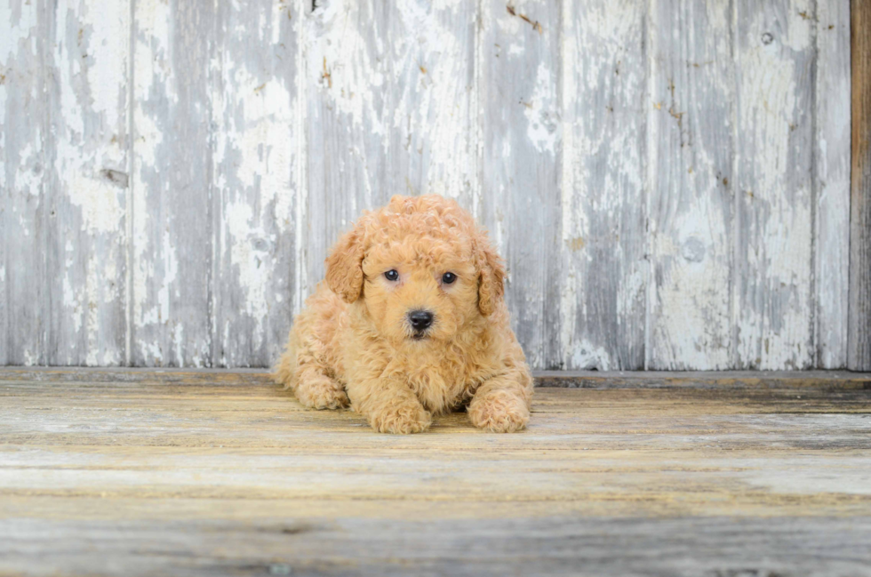 Hypoallergenic Cavoodle Poodle Mix Puppy