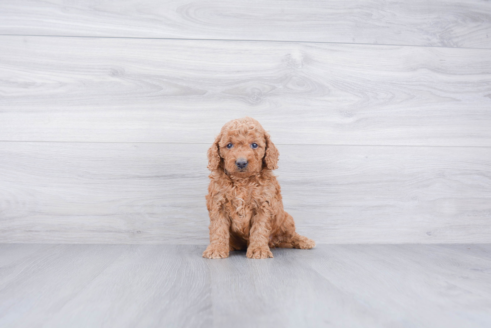 Happy Mini Goldendoodle Baby