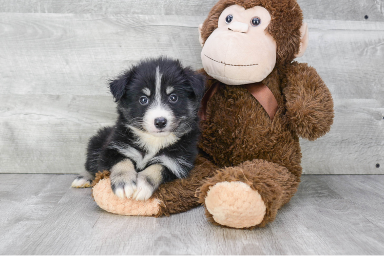 Cute Pomsky Baby