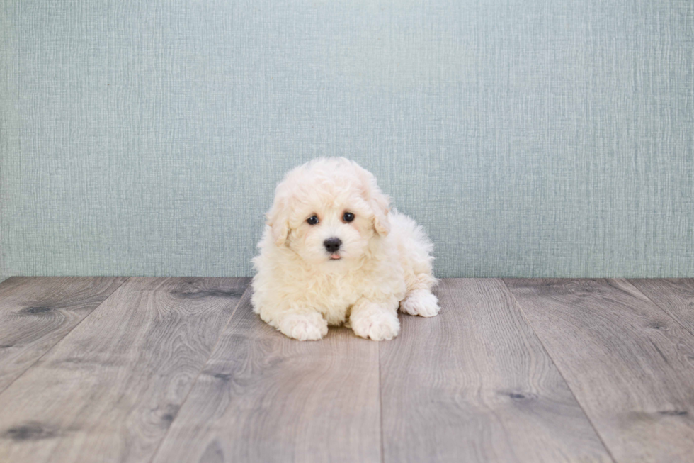 Cute Maltipoo Baby