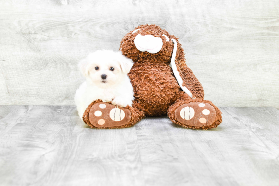 Maltese Pup Being Cute