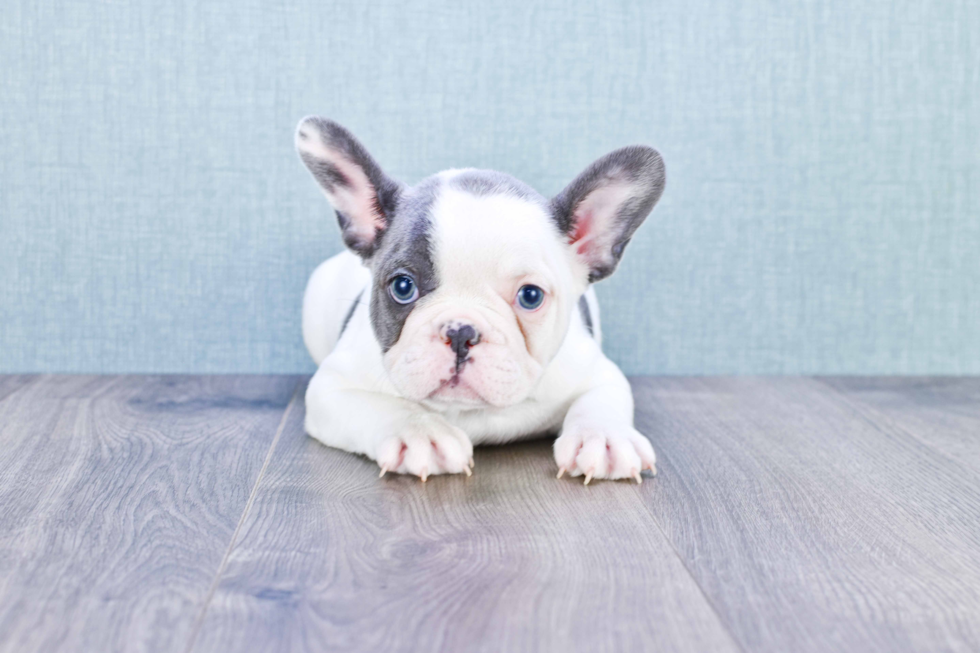 French Bulldog Pup Being Cute