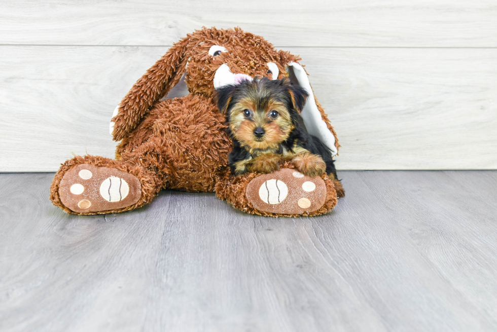 Meet Taffeta - our Yorkshire Terrier Puppy Photo 