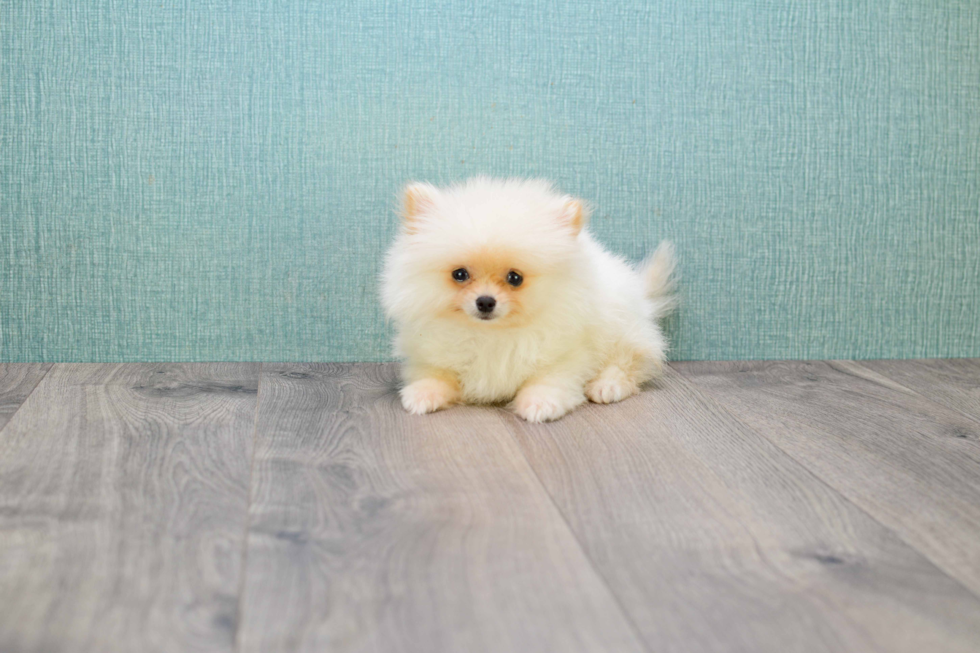 Smart Pomeranian Purebred Puppy