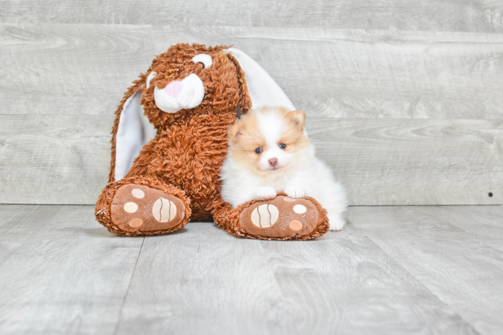 Pomeranian Puppy for Adoption