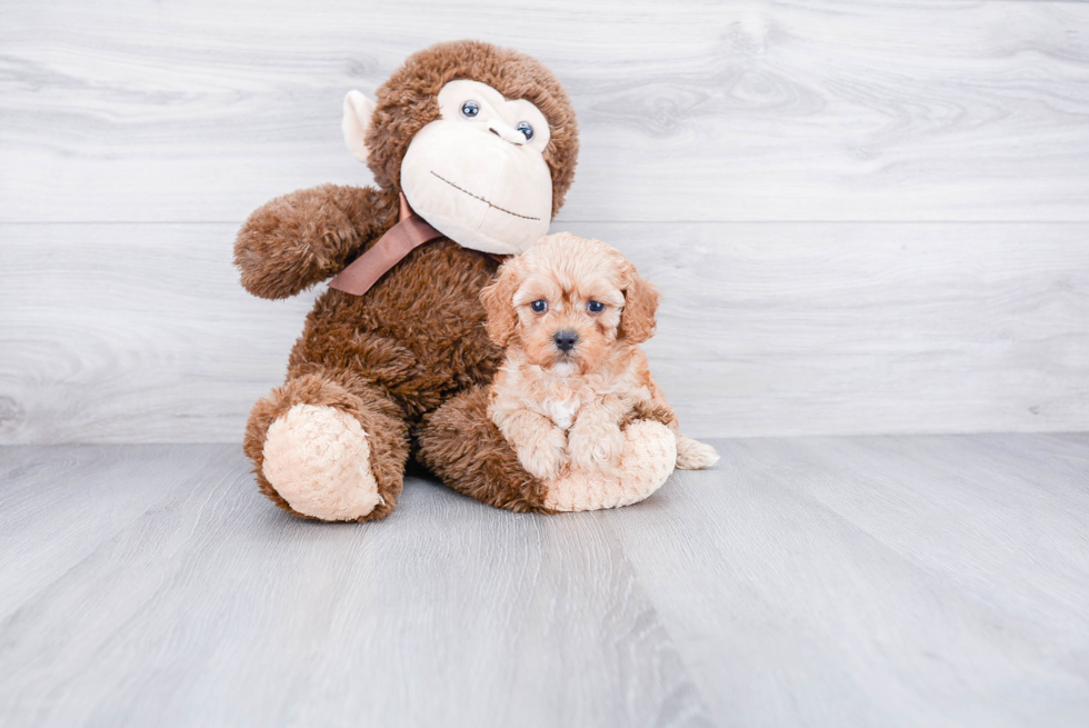 Popular Cavapoo Poodle Mix Pup