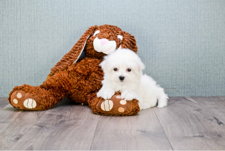 Akc Registered Maltese Baby