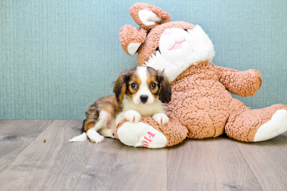 Cavachon Pup Being Cute