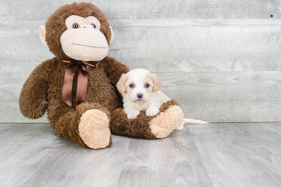 Happy Cavachon Baby