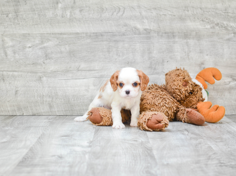 Small Cavalier King Charles Spaniel Purebred Pup