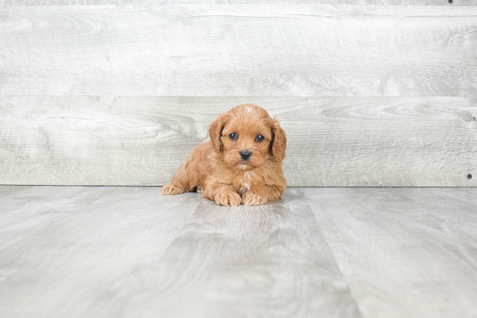 Cute Cavapoo Baby