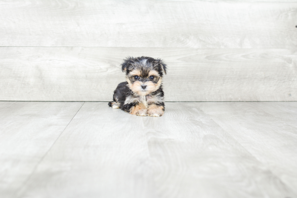 Hypoallergenic Yorkie Designer Puppy