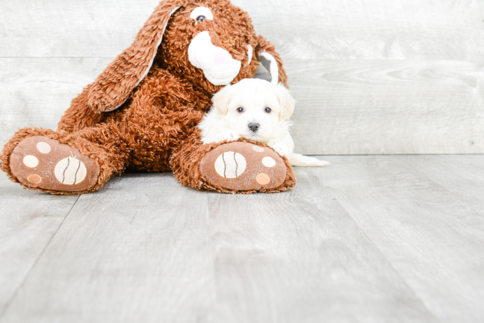 Friendly Maltipoo Baby