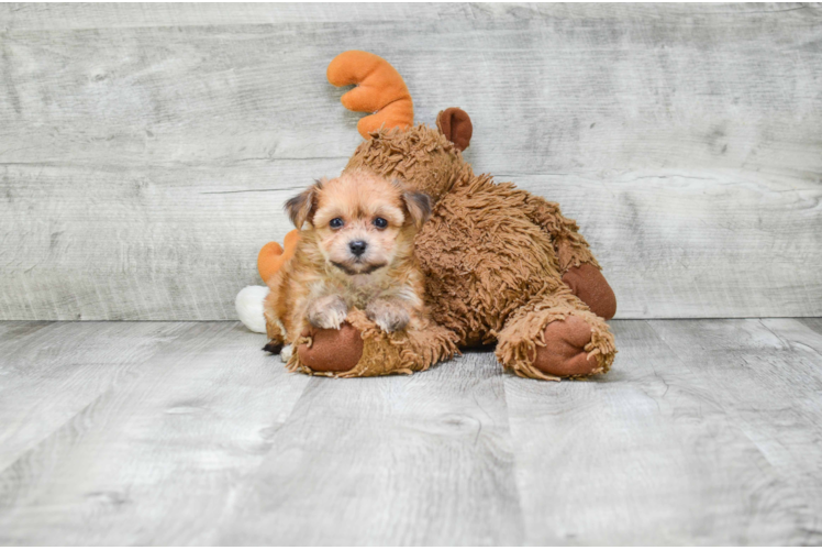 Morkie Puppy for Adoption