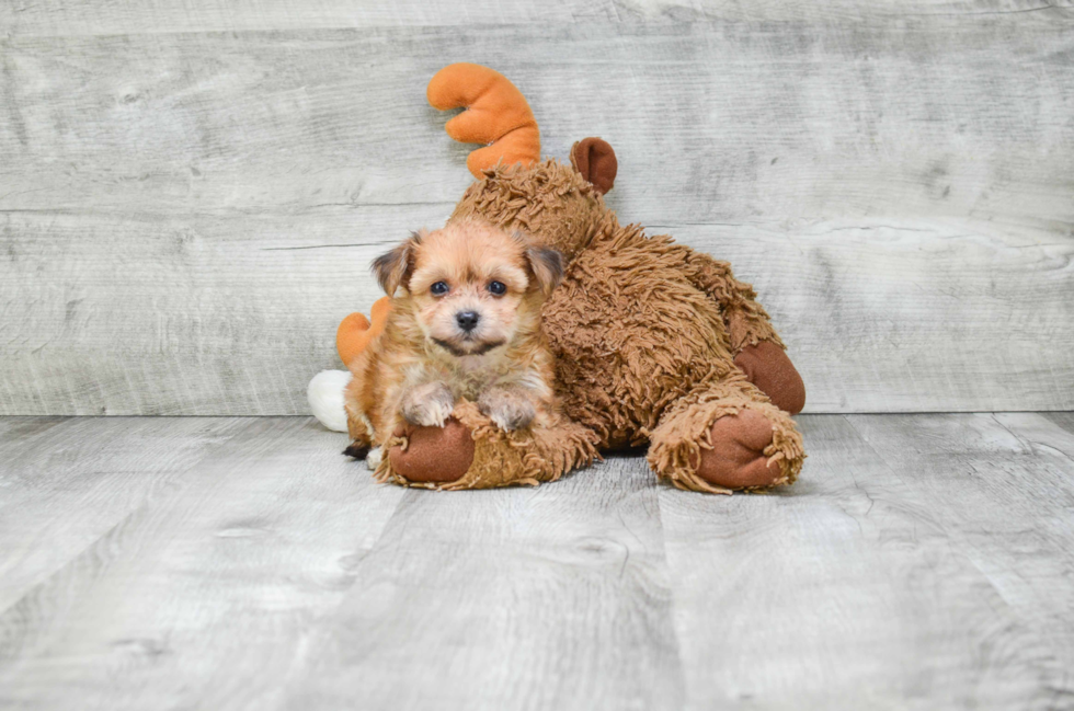 Morkie Puppy for Adoption