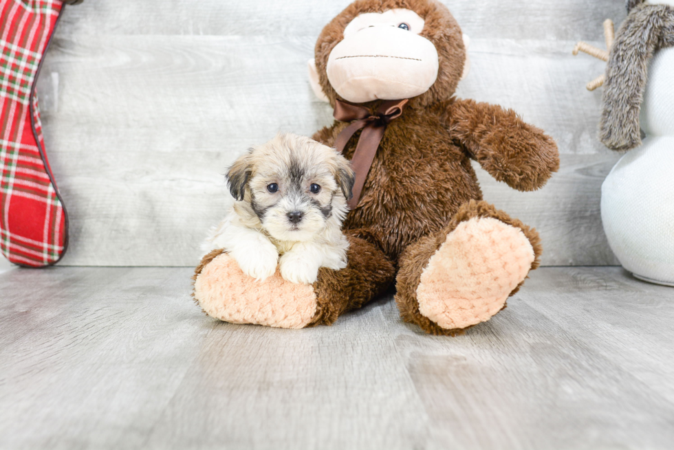 Havanese Pup Being Cute