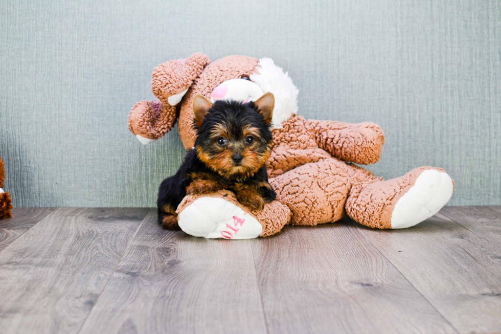 Meet Ronaldo - our Yorkshire Terrier Puppy Photo 