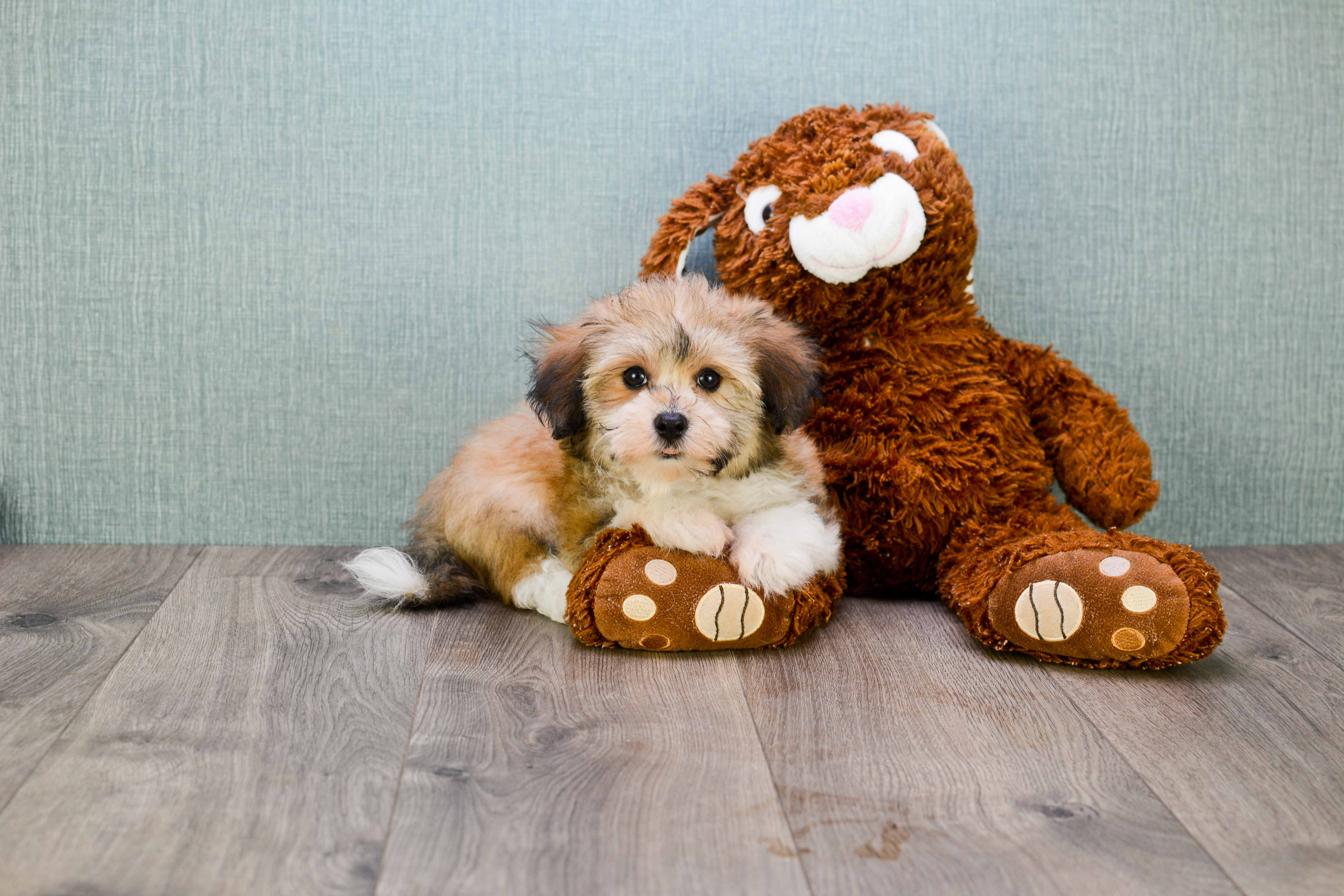 Playful Havanese Baby
