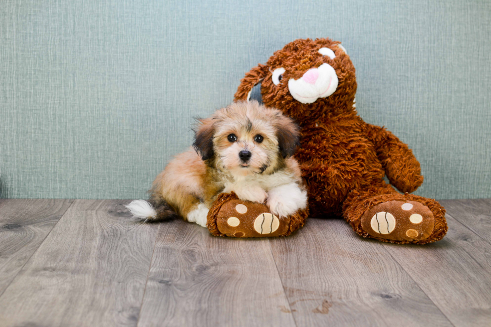 Playful Havanese Baby