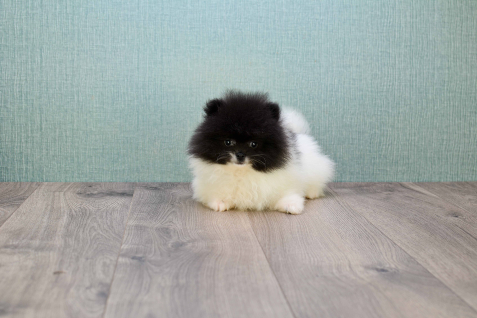 Akc Registered Pomeranian Baby