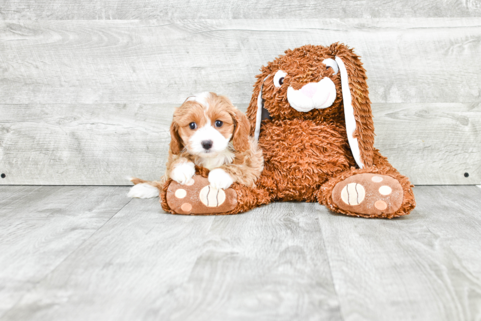 Cavapoo Puppy for Adoption