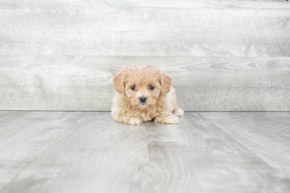 Best Havanese Baby