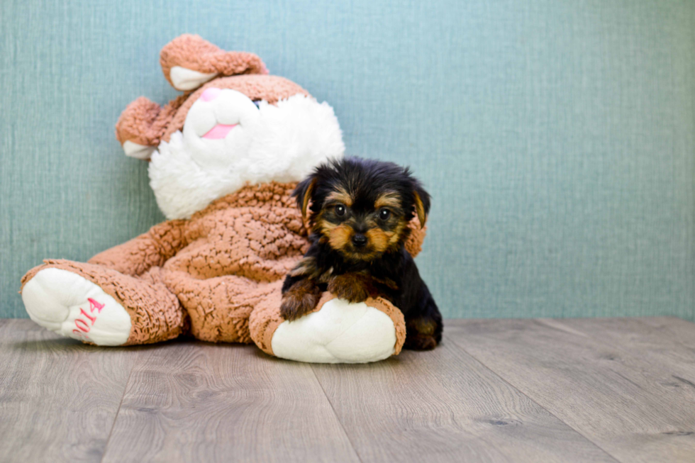 Meet Joey - our Yorkshire Terrier Puppy Photo 