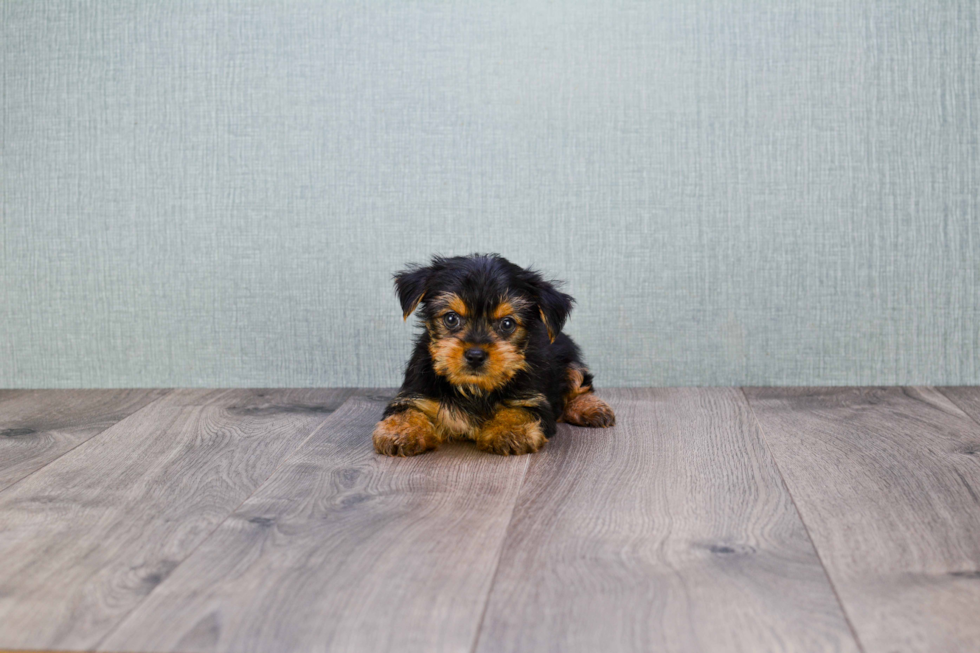 Meet Joey - our Yorkshire Terrier Puppy Photo 