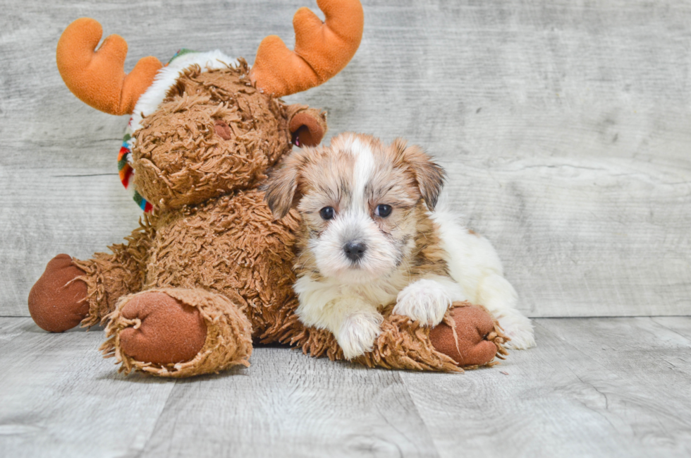 Morkie Pup Being Cute