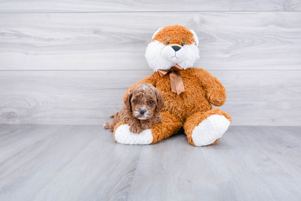 Happy Cavapoo Baby