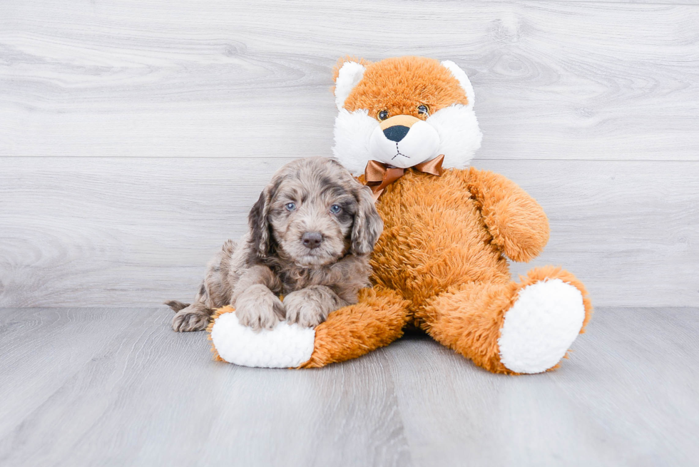 Mini Goldendoodle Puppy for Adoption