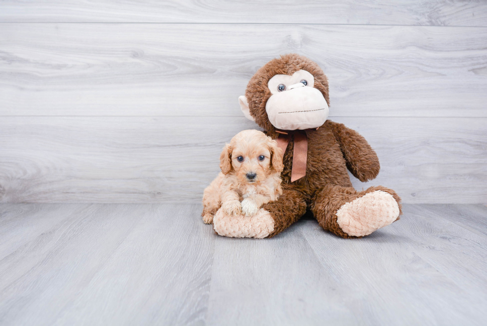 Cavapoo Puppy for Adoption