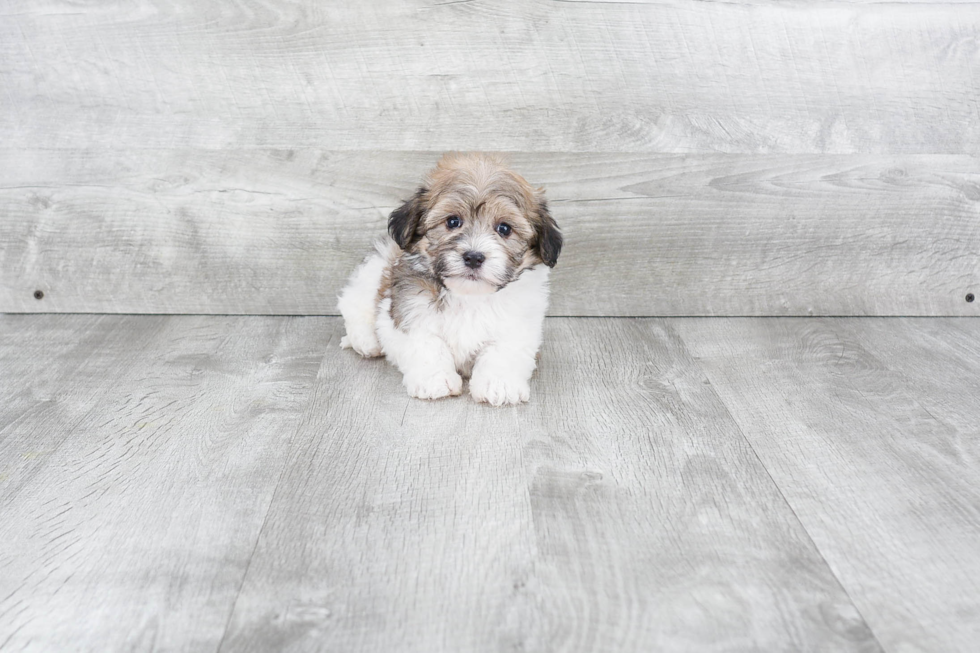 Hypoallergenic Havanese Purebred Pup