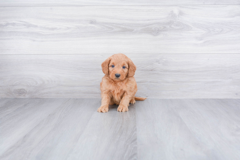 Energetic Golden Retriever Poodle Mix Puppy