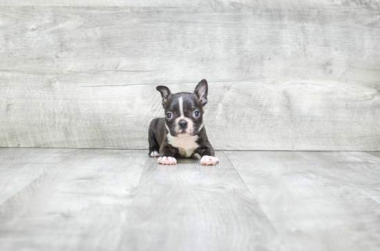 Small Boston Terrier Baby