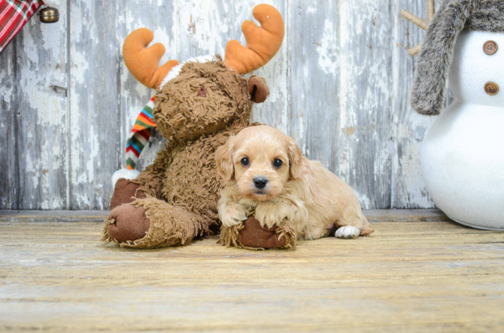 Best Cavapoo Baby