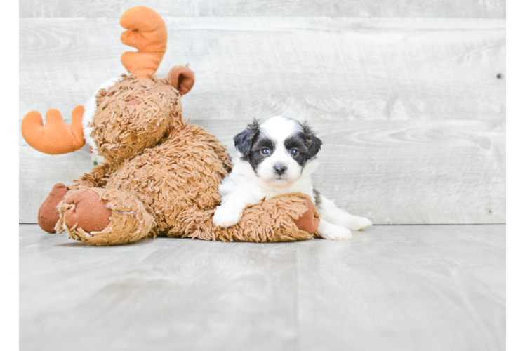 Teddy Bear Pup Being Cute