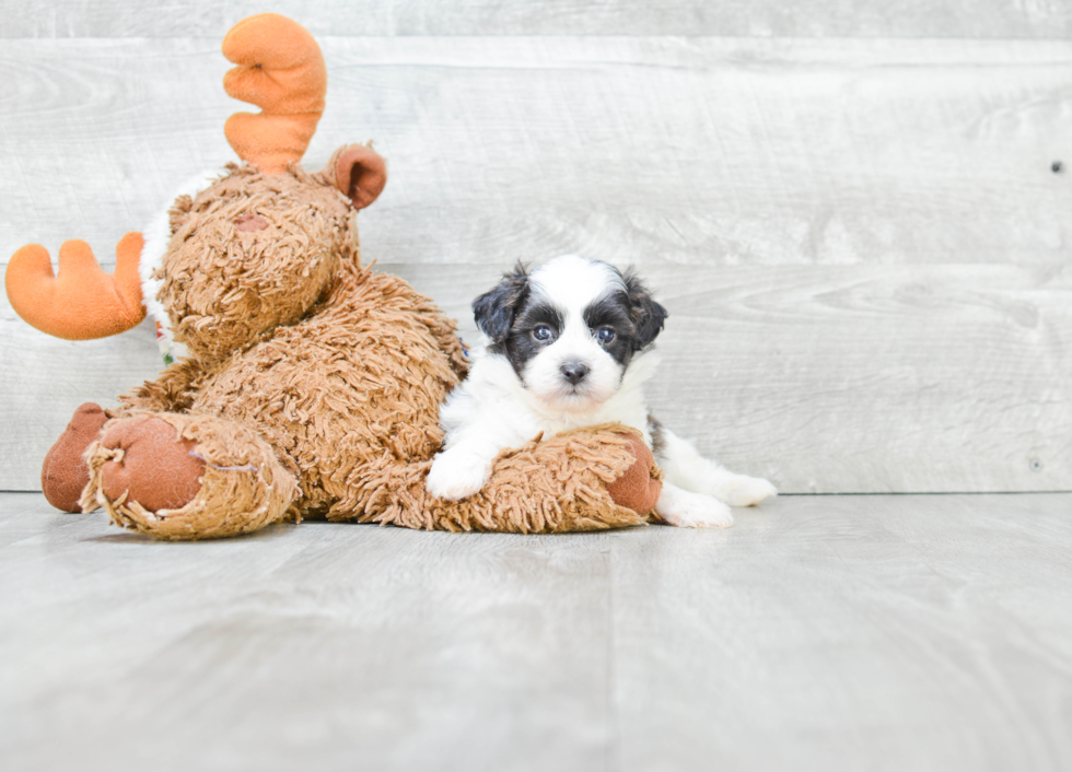 Teddy Bear Pup Being Cute