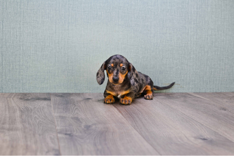 Cute Dachshund Purebred Pup